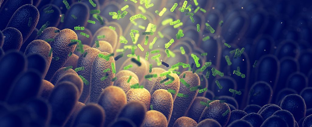 microbiota portadora de LPS